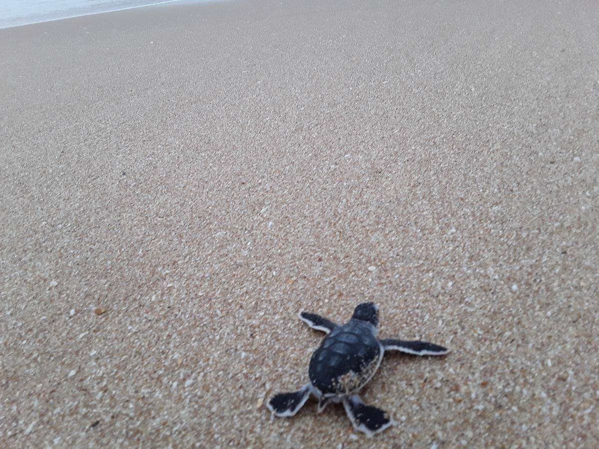 Green Turtle Tangalle Extérieur photo
